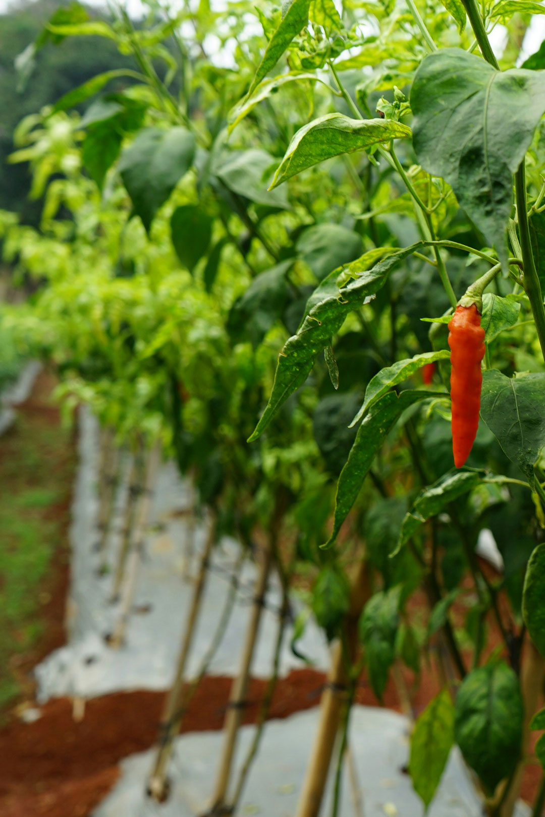 Agriculture Agriculture