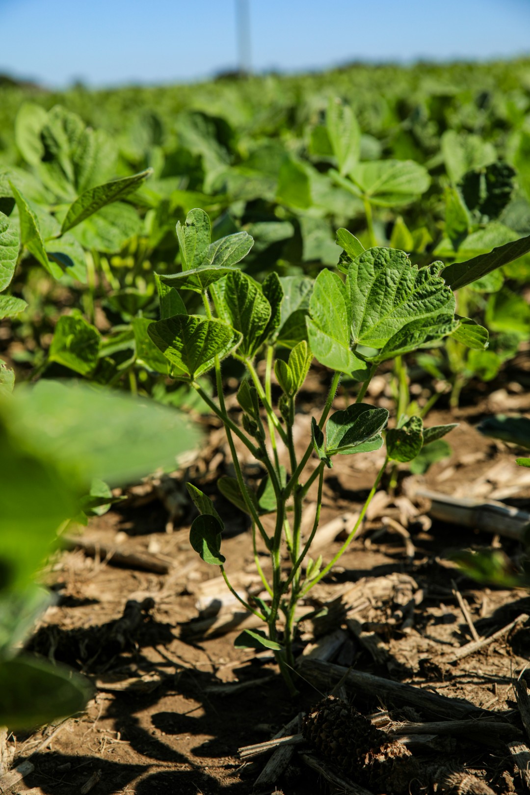 Agriculture Agriculture